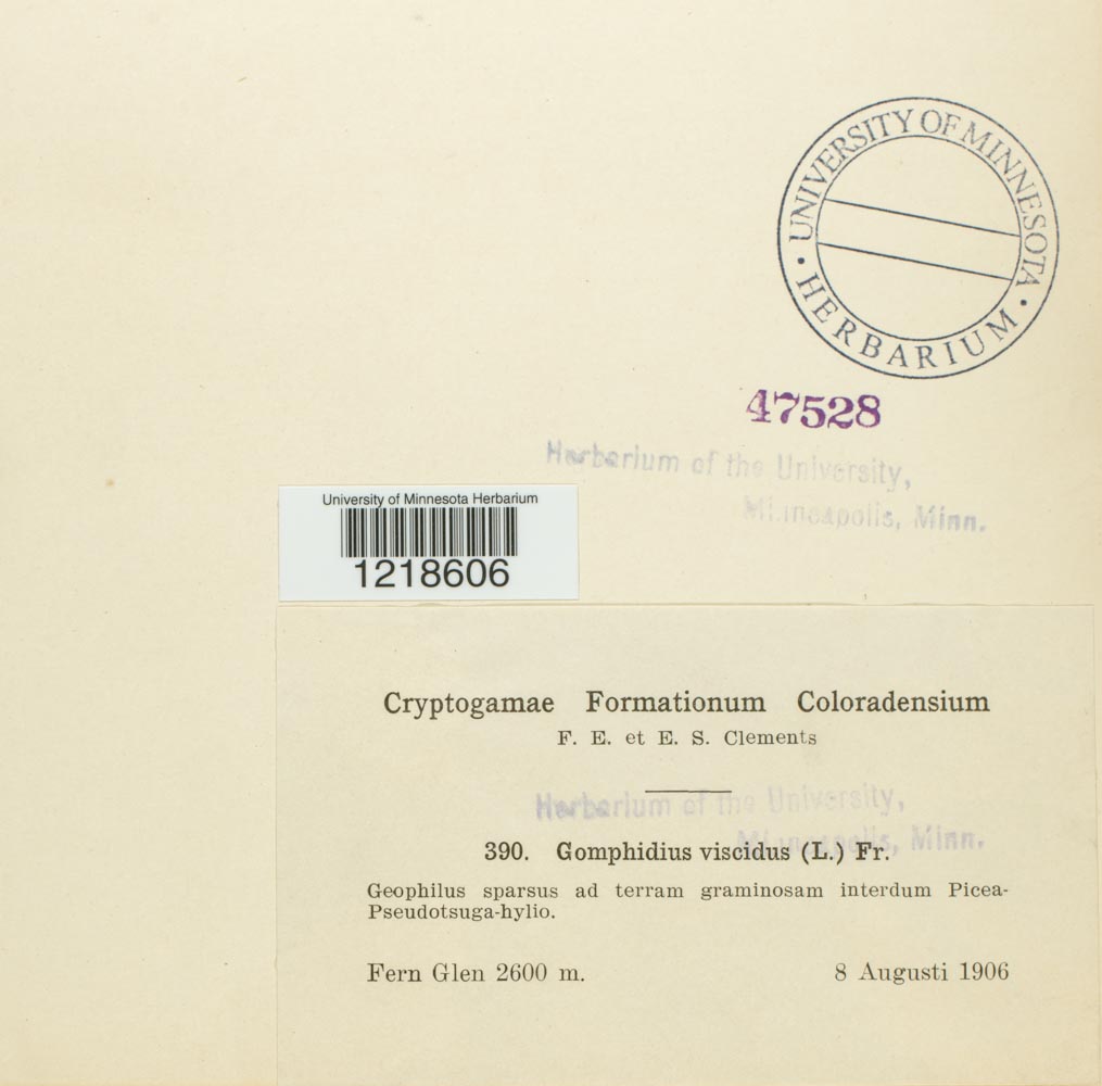 Gomphidius viscidus image