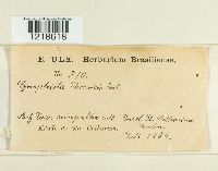 Image Associated With the Occurrence