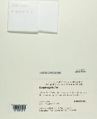 Image Associated With the Occurrence