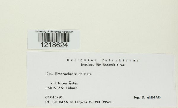 Heterochaete delicata image