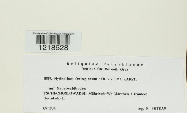 Hydnellum ferrugineum image