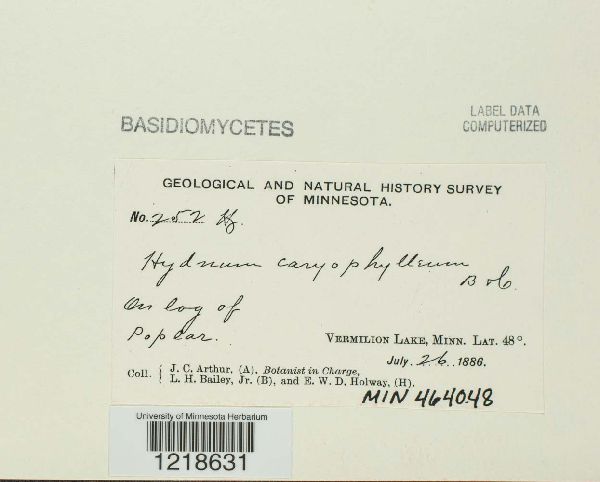 Hydnum caryophylleum image