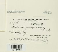 Tomentella crinalis image