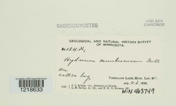 Hydnum membranaceum image