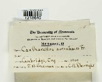 Hygrophoropsis aurantiaca image