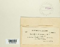 Image Associated With the Occurrence