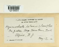 Pseudochaete tabacina image