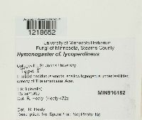 Media resource of Hymenogaster lycoperdineus