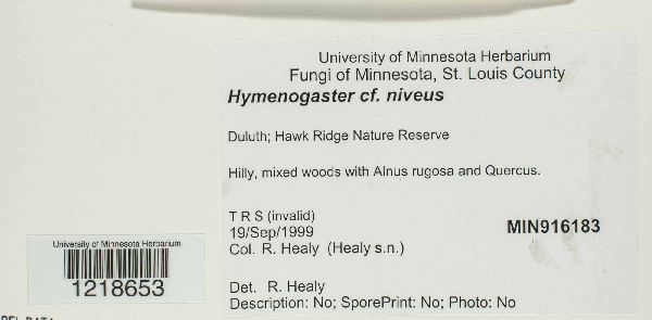 Protoglossum niveum image