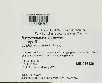 Protoglossum niveum image