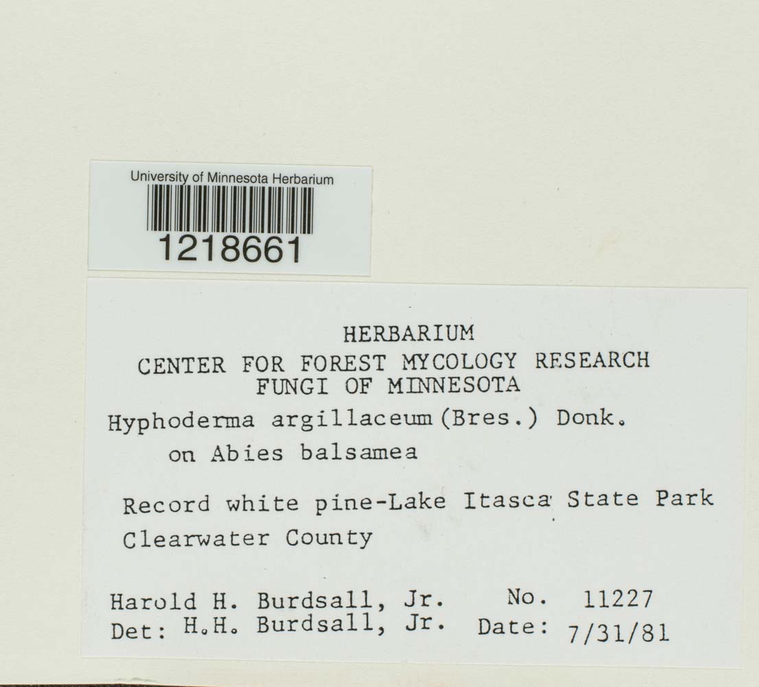 Hyphoderma argillaceum image