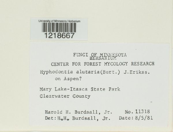 Hyphodontia alutaria image