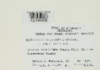 Hyphodontia arguta image