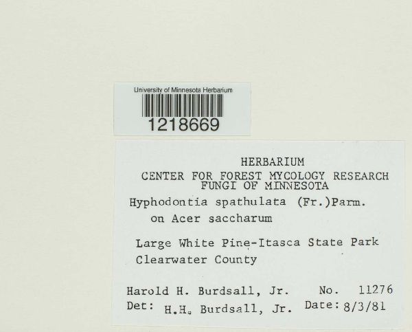 Hyphodontia spathulata image