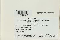 Hyphodontia arguta image