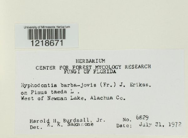 Hyphodontia barba-jovis image