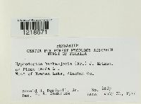 Media resource of Hyphodontia barba-jovis