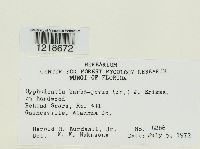 Hyphodontia barba-jovis image