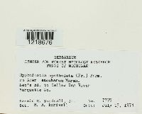 Hyphodontia spathulata image