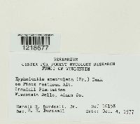 Hyphodontia spathulata image