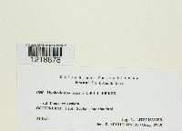 Media resource of Hyphodontia aspera