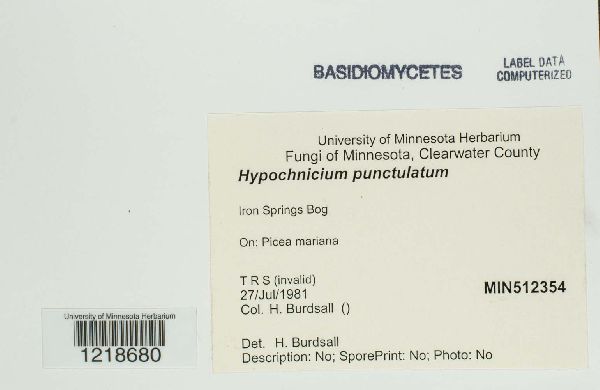 Hypochnicium punctulatum image