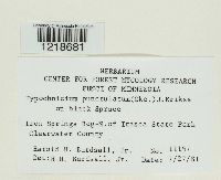 Hypochnicium punctulatum image