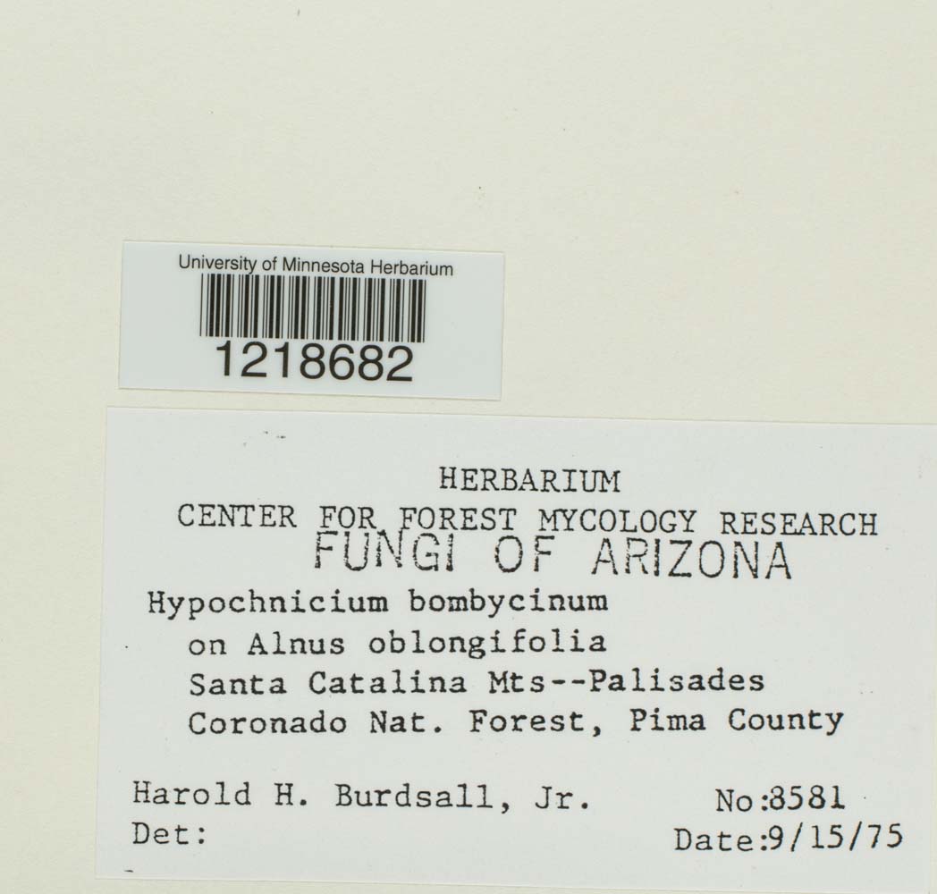 Hypochnicium bombycinum image