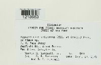 Granulobasidium vellereum image