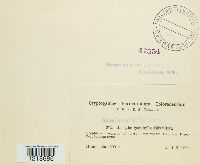 Inocybe geophylla image