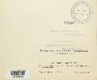 Inocybe geophylla image