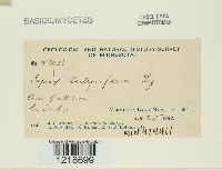 Irpex tulipiferae image