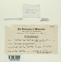 Irpex tulipiferae image