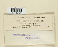 Irpex cinnamomeus image