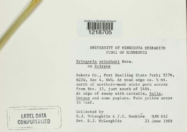 Kriegeria eriophori image