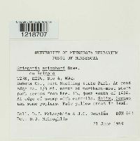 Kriegeria eriophori image