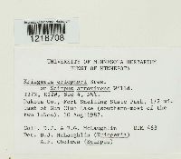 Kriegeria eriophori image