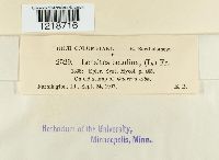Lenzites betulina image