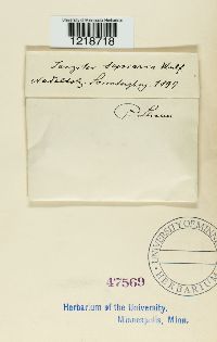 Gloeophyllum sepiarium image