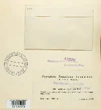 Lepiota clypeolaria image