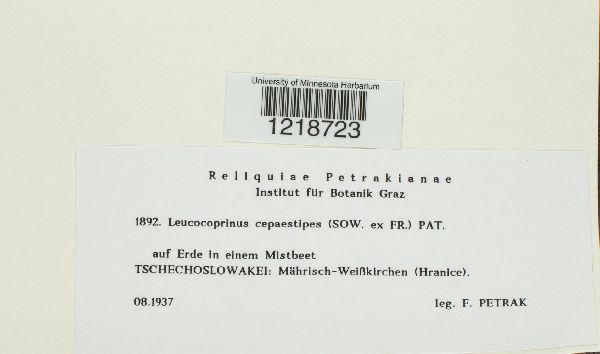 Leucocoprinus cepaestipes image