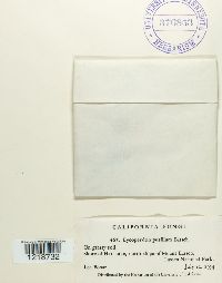 Lycoperdon pusillum image
