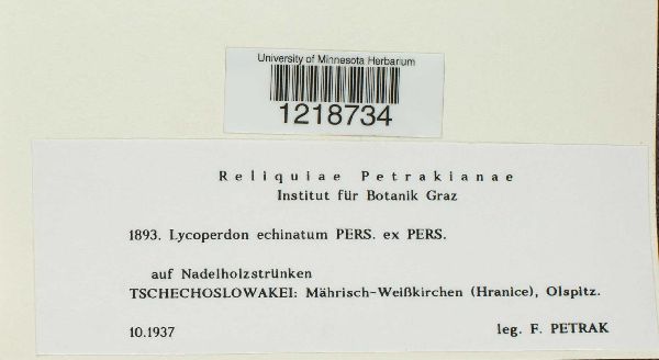 Lycoperdon echinatum image