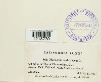 Thumbnail image of current specimen
