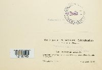 Gymnopus peronatus image