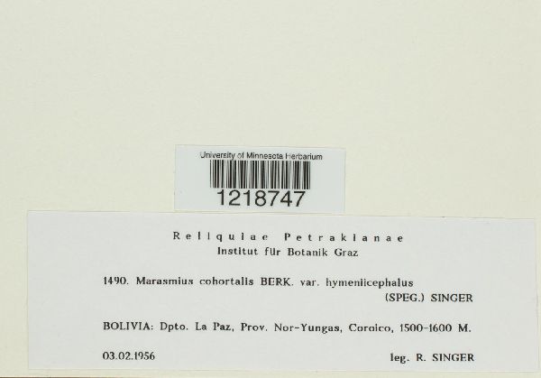 Marasmius cohortalis image