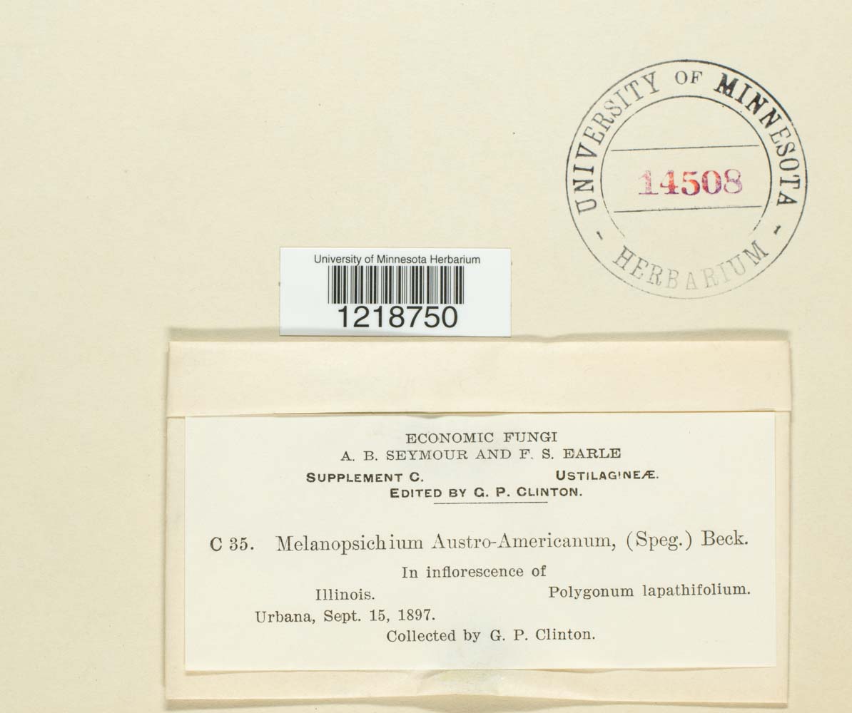 Melanopsichium austroamericanum image