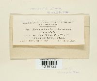 Melanopsichium austroamericanum image