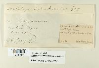 Melanopsichium austroamericanum image