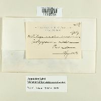 Melanopsichium austroamericanum image